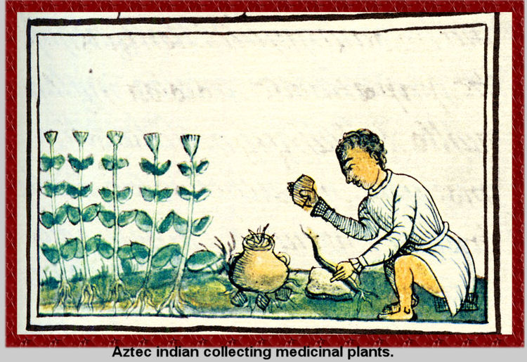 Aztec indian collecting medicinal plants